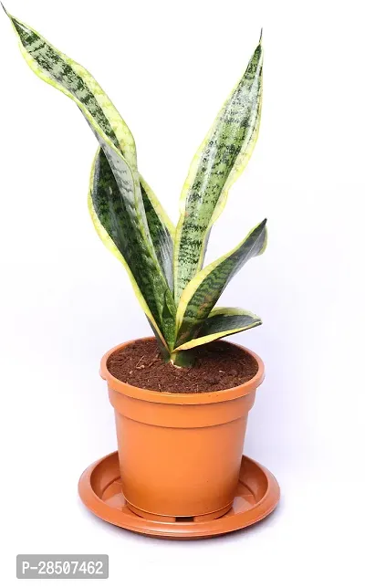 Snake Plant  snake Plant    futura superba live indoor with water reservoir plate-thumb0