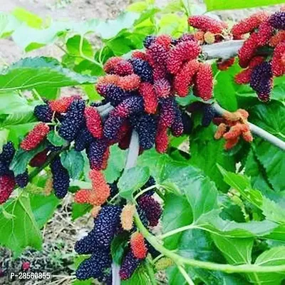 Earth Angels ShahtootMulberry Plant Original mulberry plant-thumb0