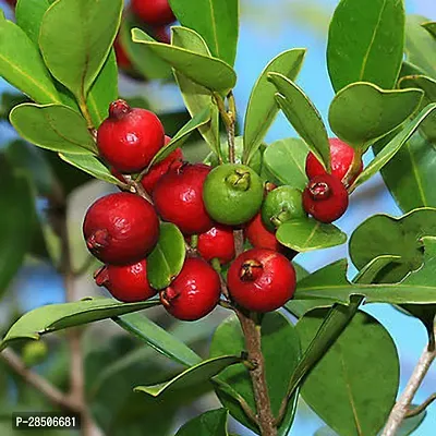 Guava Plant  RSP 611 n-thumb0