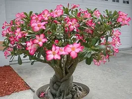 Earth Angels Adenium Plant ADENIUME PLANT-thumb2