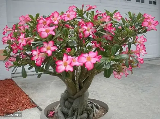 Earth Angels Adenium Plant ADENIUME PLANT-thumb3