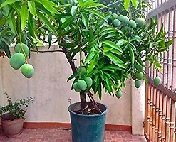Earth Angels Mango Plant Treeland mango plant-thumb1