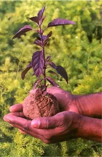 Tulsi Plant  Krishna Tulsi Plant-thumb2