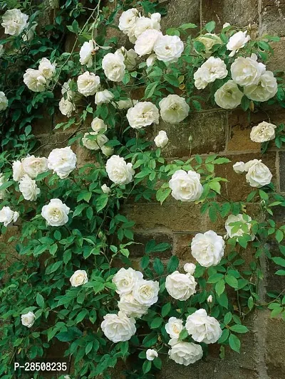 Rose Plant  RoseWhite XPBREBA 01