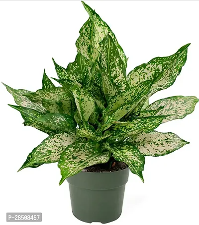 Aglaonema Plant  SnowWhite XPnp-thumb0