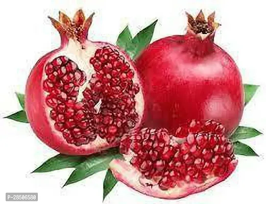 Pomegranate Plant  Anar fruit Plant-thumb0