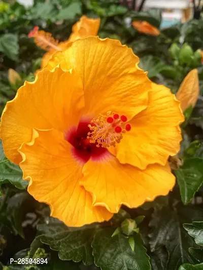 Hibiscus Plant  Orange HIBISCUS Plant-thumb0