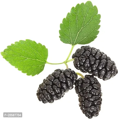 ShahtootMulberry Plant  Mulbedrry Plant heaven111