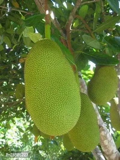 Jack Fruit Plant  PLABONI JACK FRUIT Plant    PACK OF 01-thumb0