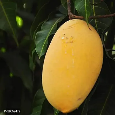 Earth Angels Mango Plant Mango Tree (Alphonso, Grafted) - Plant-thumb0