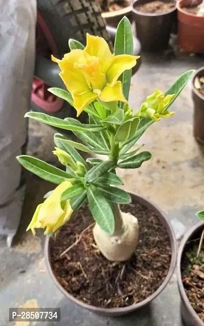 Adenium Plant  Adenium Plant heaven93