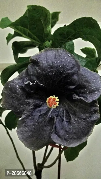 Hibiscus Plant  Bonsai HibiscusBlack Hibiscus-thumb0