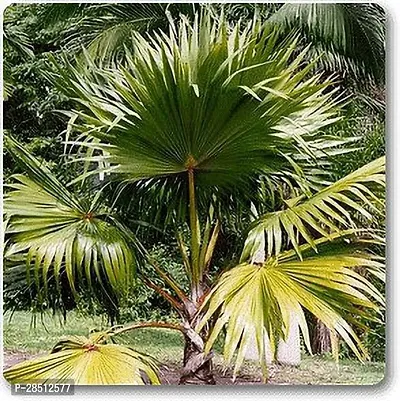 Natural Live Plant for Home Garden-thumb0