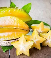 Star Fruit Carambola Grafted Plant  Sweet KamrakStar FruitCarambola Tree Plant  Saplings Hybrid Grafted Suitable for Bonsai 30 cm-thumb1