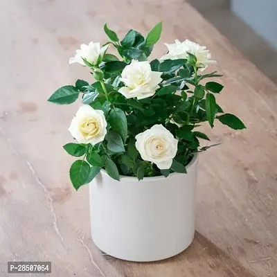 Rose Plant  White rose-thumb0