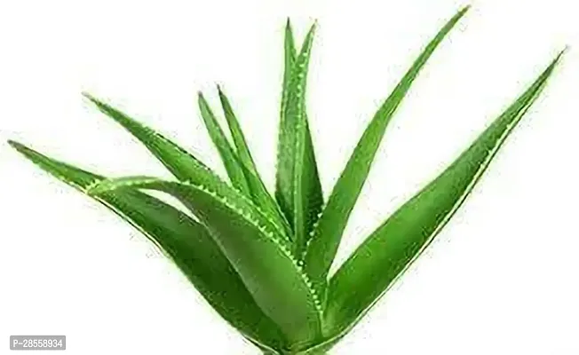 Earth Angels Aloe Vera Plant Aloe Vera Plant 001-thumb0