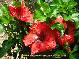 Earth Angels Hibiscus Plant red hibiscus6-thumb2