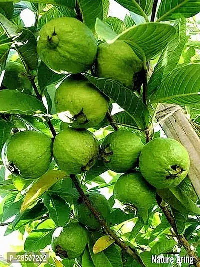 Guava Plant  GUPG01-thumb0