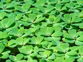 Water Pennywort Water lettuce Plant-thumb1