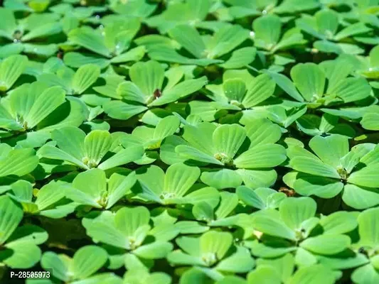 Water Pennywort Water lettuce Plant-thumb2