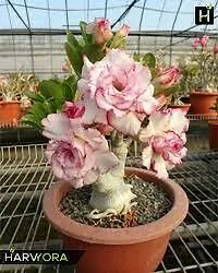 Earth Angels Adenium Plant ADENIUM PLANT OJJVV-thumb1