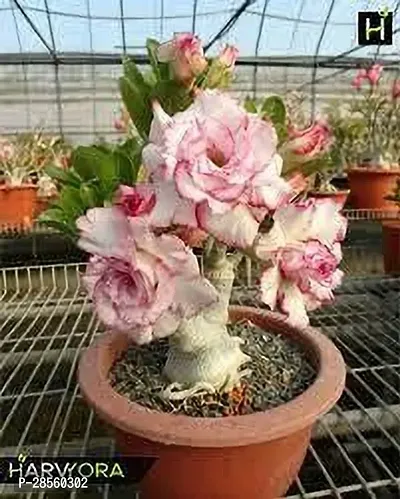 Earth Angels Adenium Plant ADENIUM PLANT OJJVV-thumb2