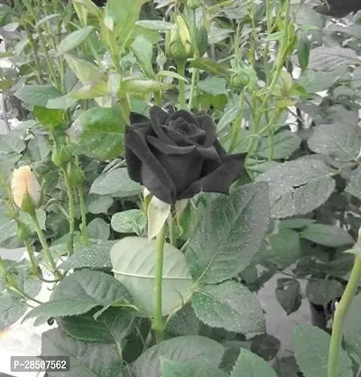 Rose Plant  RosePlant  XPLaNeTreee-thumb2