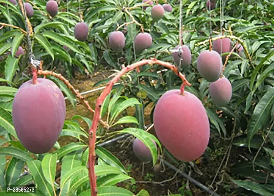 Mango Plant  Thailand Mango Tree Plant  Nam Dok Mai Si Mueng 18 inchTall Thai Purple Mango Juicy Fruit-thumb0