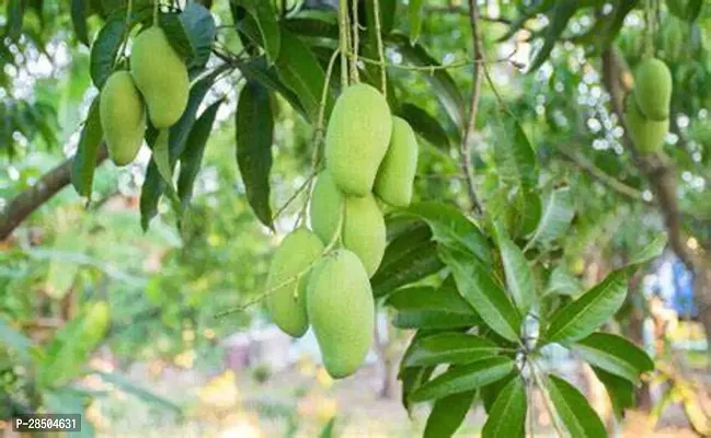 Mango Plant  andrapradesh banganpalli mango-thumb0