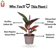 Natural Live Plant for Home Garden-thumb1