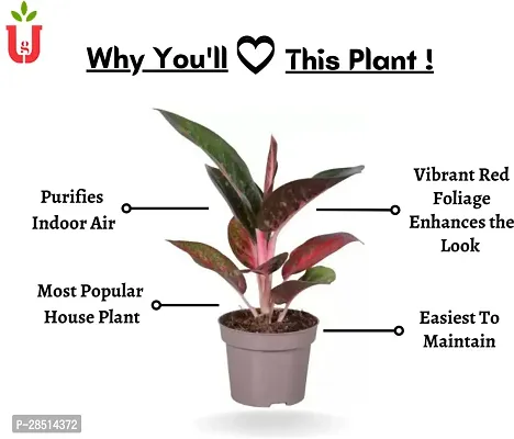 Natural Live Plant for Home Garden-thumb2