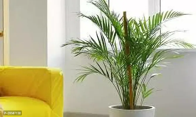 Areca Palm ac11