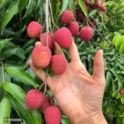 Earth Angels Litchi Plant Indian Rose Scented Dwarf Grafted Sweet Tasty Hybrid Litchi Plant. Pack of 1.-thumb0