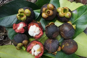 Mango Plant  Plant  MANGOSTEEN3-thumb2