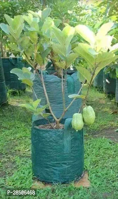 Guava Plant  Live hybrid Green Guava Plant Grn GouvaNP 1