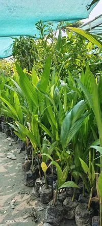 Areca Palm SUPARI ARECA NUT Plant-thumb1