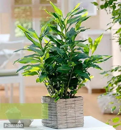 Natural Live Plant for Home Garden-thumb0