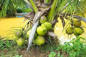 Coconut Plant  Coconut Model name  East Cost Tall Plant-thumb1