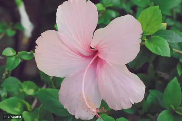 Hibiscus Plant  PINK HIBISCUS 3-thumb0