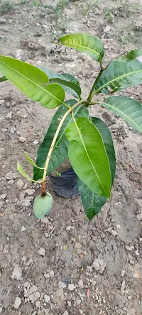 Earth Angels Mango Plant Thai all time sweetmango plant-thumb2