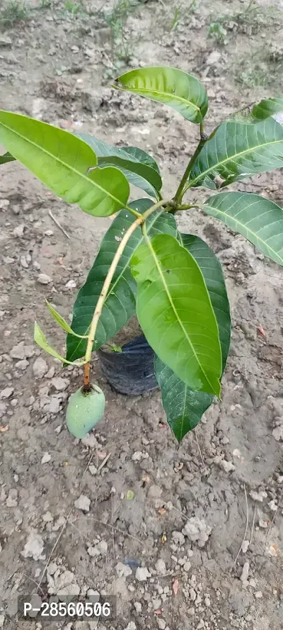 Earth Angels Mango Plant Thai all time sweetmango plant-thumb3