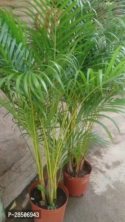 Areca Plam Areca Plam Plant  2-thumb2