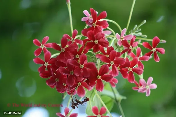 MadhumaltiRangoon Creeper Madhabilata Plant  223-thumb0