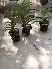 Natural Live Plant for Home Garden-thumb1