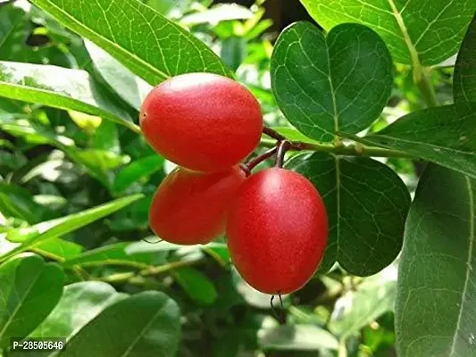 Karonda Plant  Karonda Cherry Fruit Plant  Carissa carandas 1 Helathy Live Layering Plant-thumb0