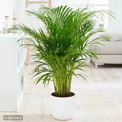 Natural Live Plant for Home Garden-thumb0