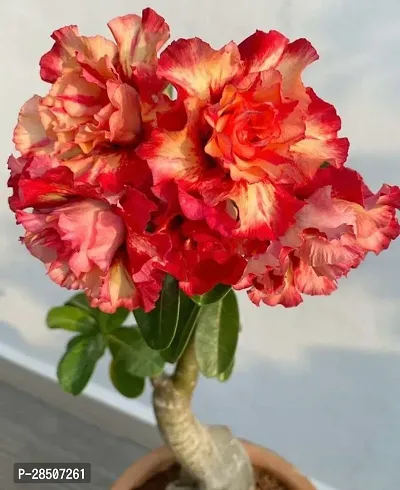 Adenium Plant  16y01