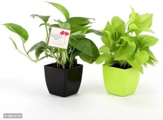 Natural Live Plant for Home Garden-thumb0