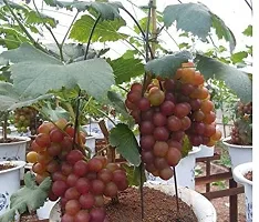 Grapes Plant  Grape Plant kingdom49-thumb1