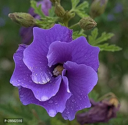 Earth Angels Hibiscus Plant JD DAS AND SONS PLANTS-thumb0